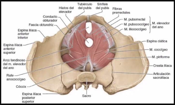 anatomia-del-suelo-pelvico